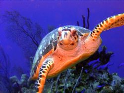 Curious little fellow.....in Bonaire taken with a Sony Cy... by Kelly N. Saunders 